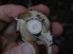 Amanita australis