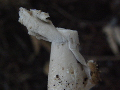 Amanita australis