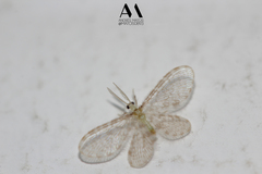 Dilaridae
