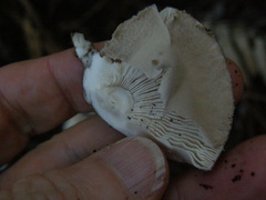 Amanita australis