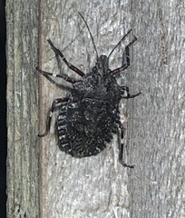 Brochymena affinis