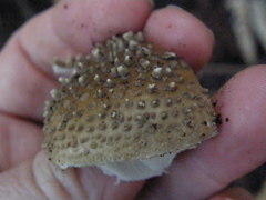 Amanita australis