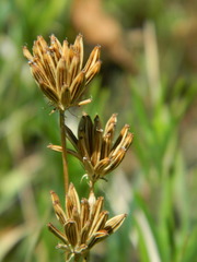 Lomatium bicolor leptocarpum
