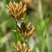 Lomatium bicolor leptocarpum - Photo (c) mhays, algunos derechos reservados (CC BY-NC), subido por mhays
