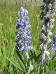 Lupinus leucophyllus