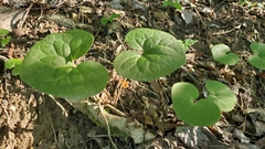 Asarum canadense