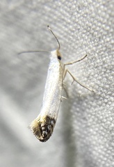 Argyresthia apicimaculella