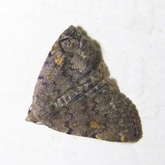 Idia diminuendis