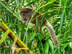 Plecturocebus donacophilus
