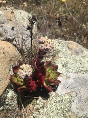 Dudleya farinosa