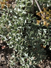 Lomatium rigidum