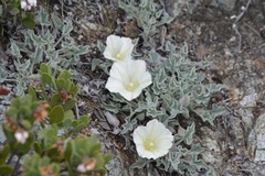 Calystegia collina oxyphylla