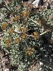 Lomatium rigidum