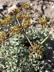 Lomatium rigidum