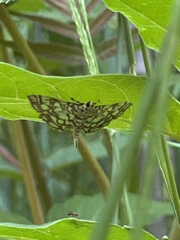 Lygropia rivulalis