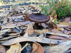 Neolentinus dactyloides