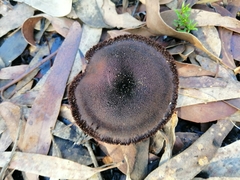 Neolentinus dactyloides