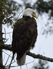 Haliaeetus leucocephalus