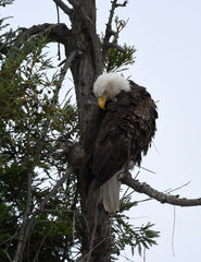Haliaeetus leucocephalus