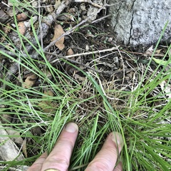 Carex umbellata