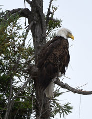 Haliaeetus leucocephalus