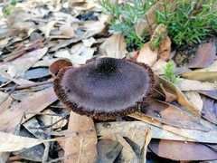 Neolentinus dactyloides