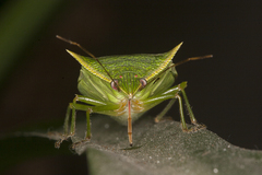 Loxa viridis