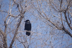 Corvus cryptoleucus