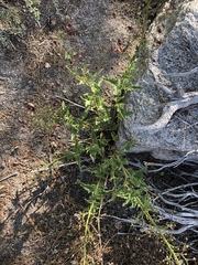 Scrophularia desertorum