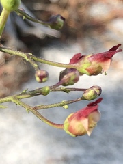Scrophularia desertorum