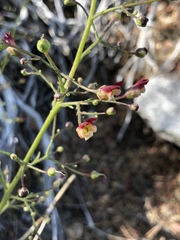 Scrophularia desertorum
