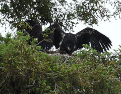 Haliaeetus leucocephalus