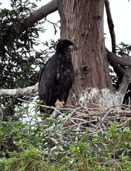 Haliaeetus leucocephalus