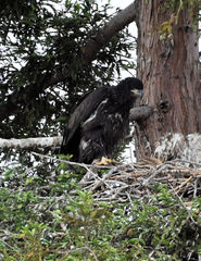 Haliaeetus leucocephalus
