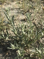 Atriplex gardneri