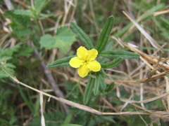 Lithospermum mirabile