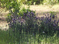Lavandula stoechas