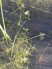 Callitriche hermaphroditica