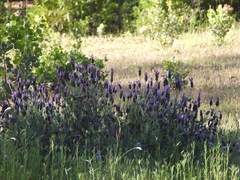 Lavandula stoechas