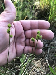 Carex brevior