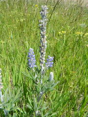 Lupinus leucophyllus