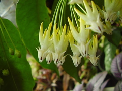 Hoya multiflora