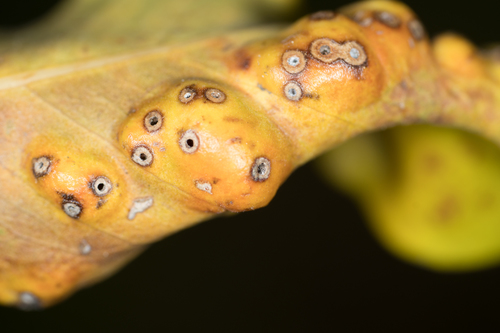 Ficus Gall Wasp