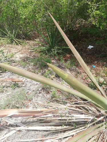 Agave angustifolia