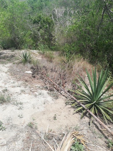 Agave angustifolia