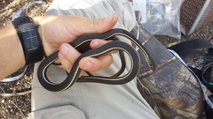 Masticophis lateralis lateralis