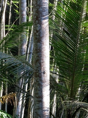 Albizia chinensis