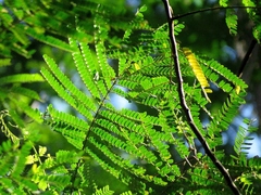 Albizia chinensis