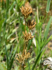 Lomatium bicolor leptocarpum
