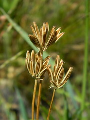 Lomatium bicolor leptocarpum